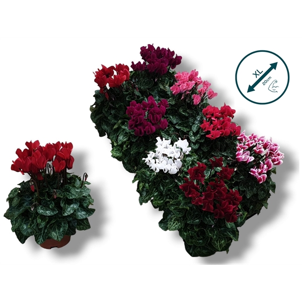 <h4>Cyclaam-MIX</h4>