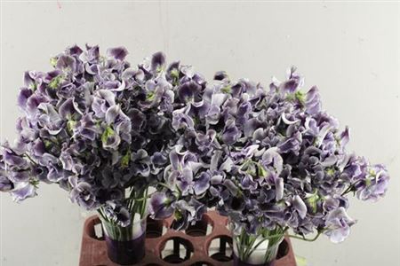 <h4>Lathyr Blue Wedding</h4>