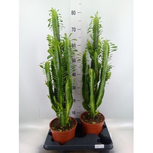 Euphorbia trigona