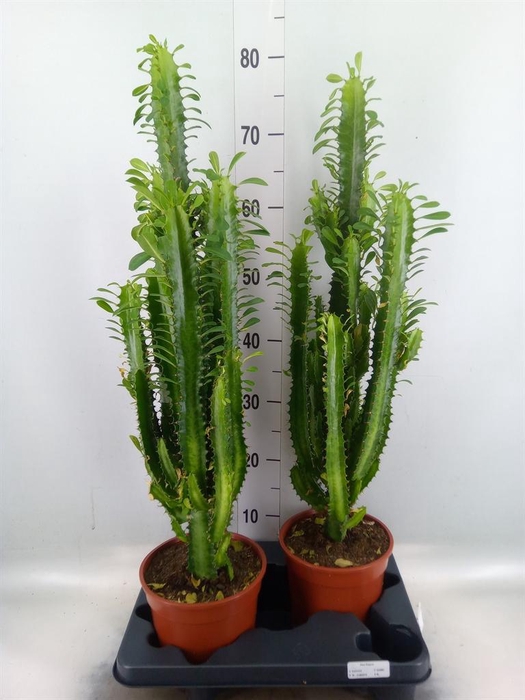 <h4>Euphorbia trigona</h4>