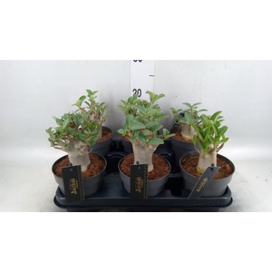 Adenium NB 'Ansu Baobab'