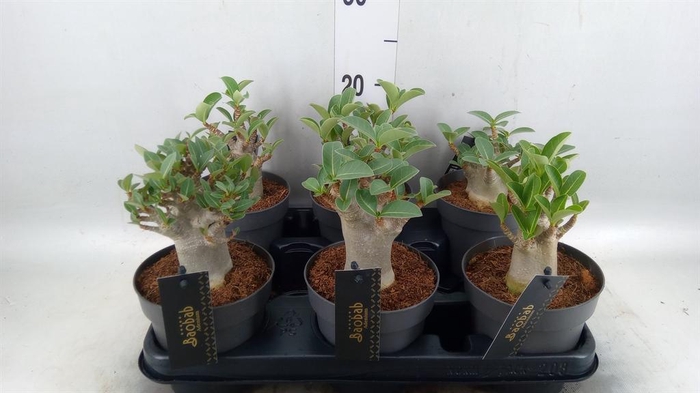 <h4>Adenium NB 'Ansu Baobab'</h4>