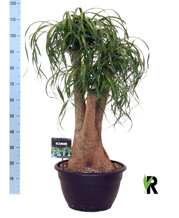 <h4>Beaucarnea recurvata</h4>