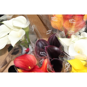 CALLA VARIADA 040 CM