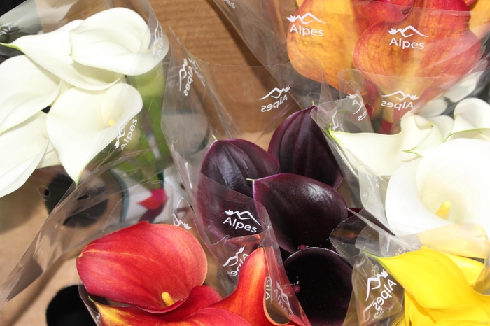<h4>CALLA VARIADA 040 CM</h4>