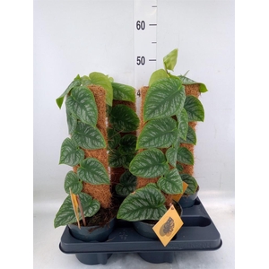 Monstera dubia    ...juveniel