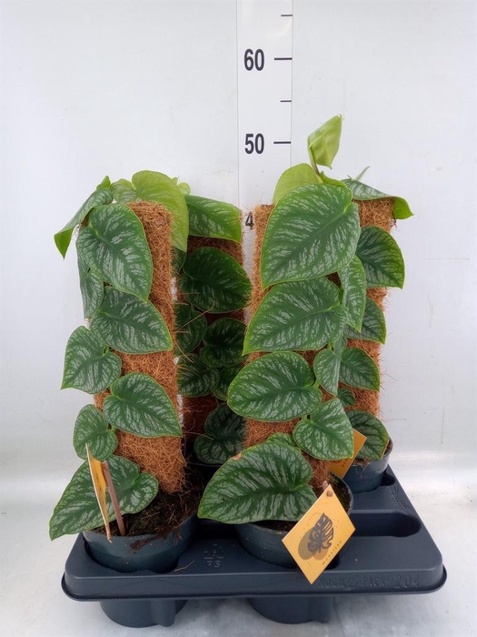 <h4>Monstera dubia    ...juveniel</h4>