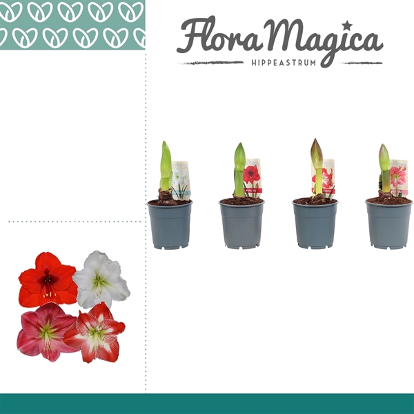<h4>Hippeastrum Mix 1 Knop</h4>