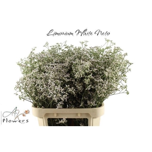 LIM WHITE NETO