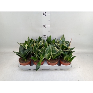 Sansevieria trifa. 'Hahnii'