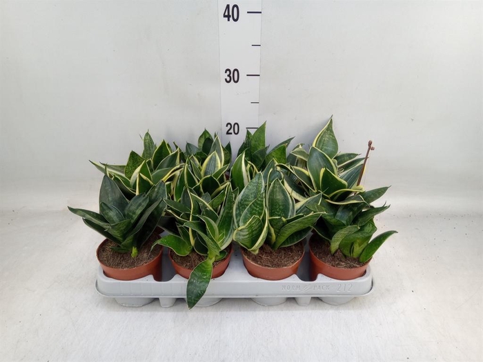 <h4>Sansevieria trifa. 'Hahnii'</h4>