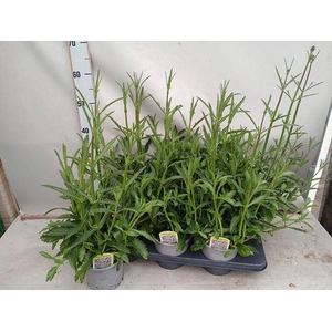 VERBE BONARIENSIS