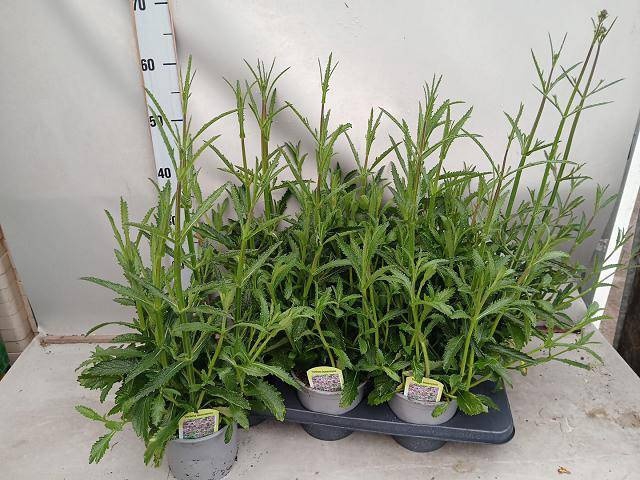 <h4>VERBE BONARIENSIS</h4>