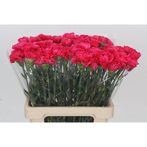 Dianthus St Bizet