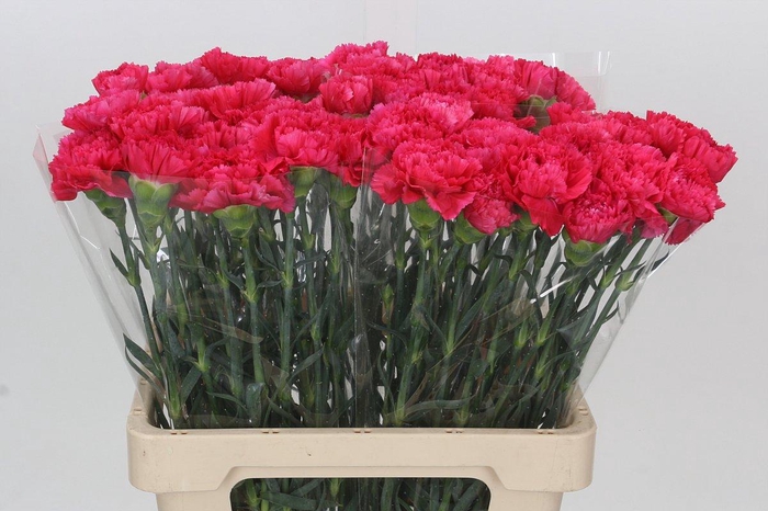 <h4>Dianthus St Bizet</h4>