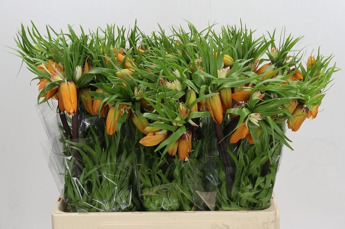 <h4>Fritillaria Imperialis Garland Star</h4>