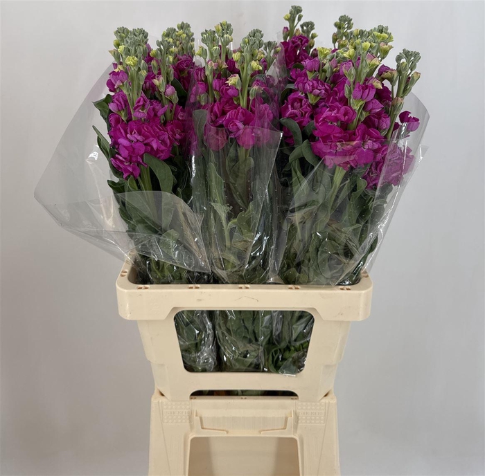 <h4>MATTH CHERRY</h4>