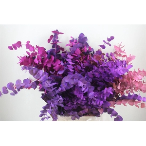 Euca Cinerea Mix Pink P Bunch