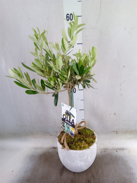 <h4>Arr.   Tuinplanten H%</h4>