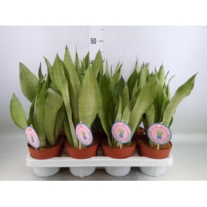 Sansevieria trifa. 'Moonshine'