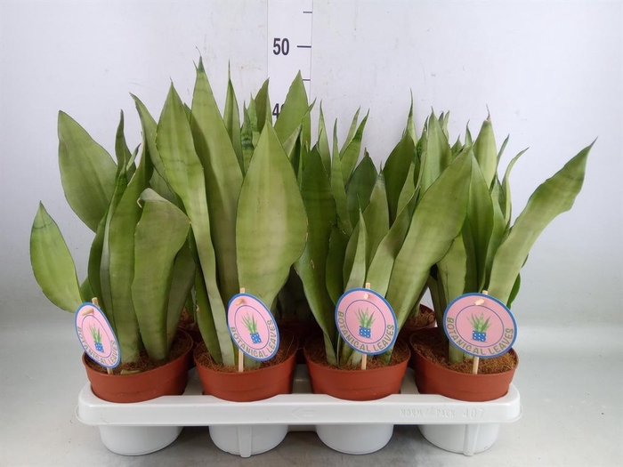 <h4>Sansevieria trifa. 'Moonshine'</h4>