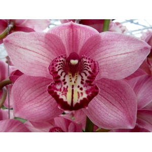 Cymbidium Sky Screper Doos