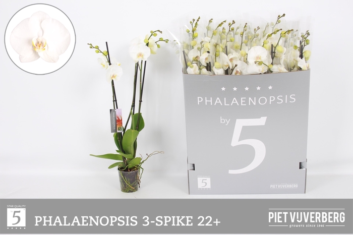 <h4>PHAL OV WIT</h4>