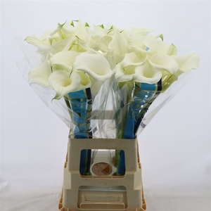 Calla Pure Art