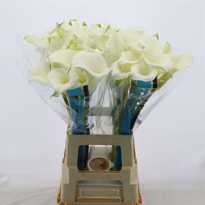 <h4>Calla Pure Art</h4>