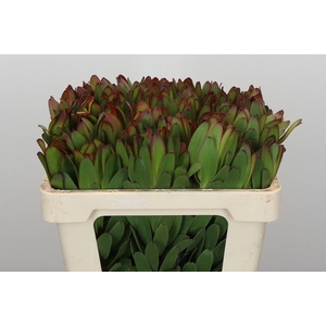 Leucadendron Goldstrike