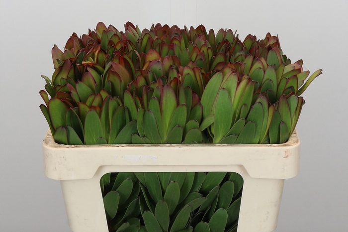 <h4>Leucadendron Goldstrike</h4>