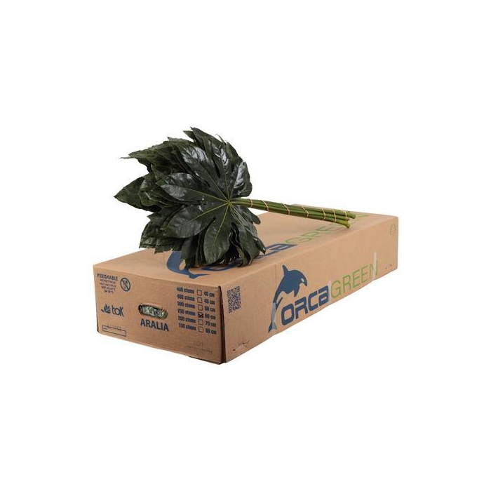 <h4>ARALIA 60 CM ORCA</h4>