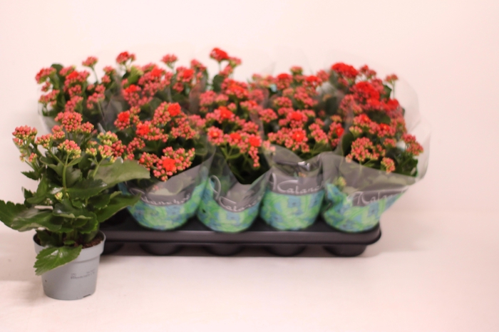 <h4>KAL GE PERFECTA RED</h4>