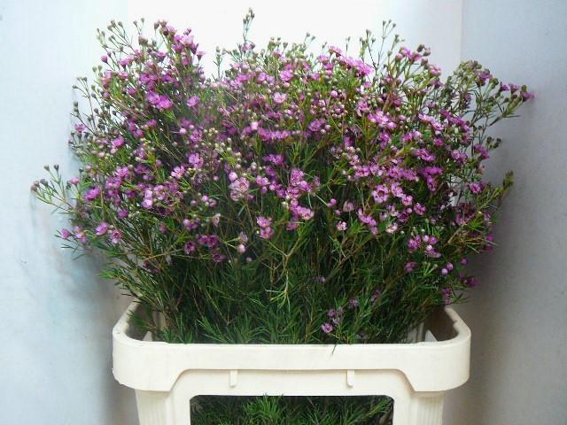 <h4>CHAME UN JUPITER</h4>