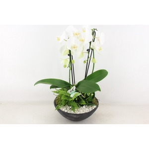 arr2 PL - Ebbischaal x2 phal. wit