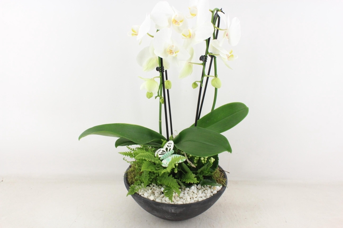 <h4>arr2 PL - Ebbischaal x2 phal. wit</h4>