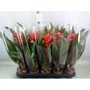 Guzmania  'Rana'