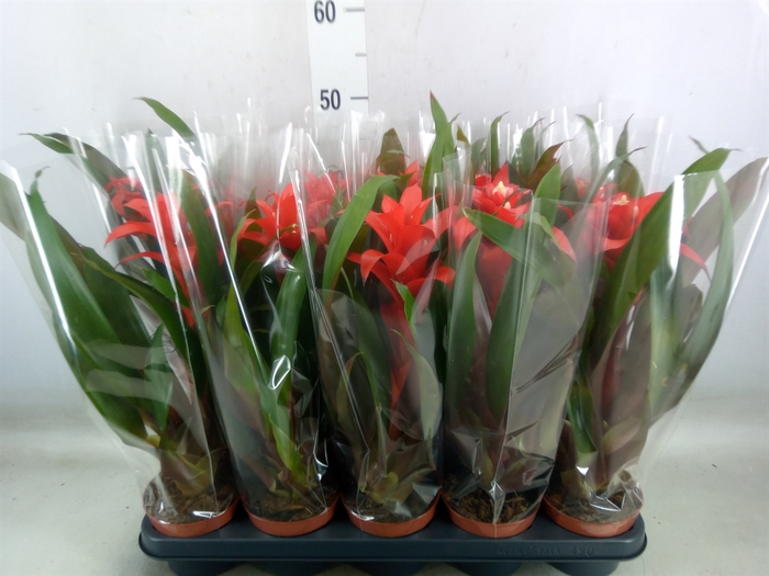 <h4>Guzmania  'Rana'</h4>