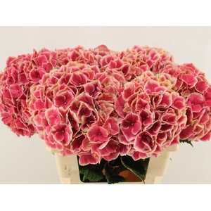 HYDRANGEA  'MAGICAL RUBY GLOW'