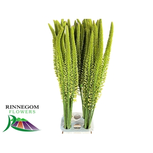 EREMURUS YELLOW REBE