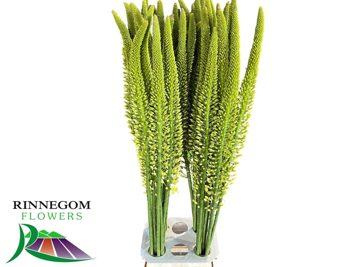 <h4>EREMURUS YELLOW REBE</h4>