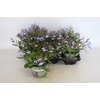 Lobelia light Blue