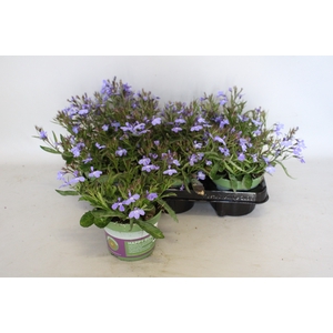 Lobelia light Blue