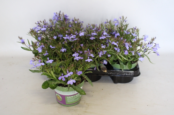 Lobelia light Blue