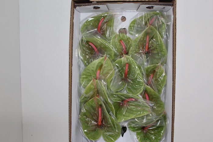 <h4>ANTHURIUM PISTACHE 9/11 035 CM DIAM MIN 9 CM VERDE</h4>
