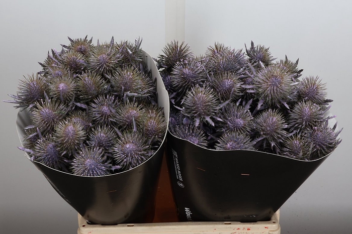 <h4>Snijgroen Eryn A Ov Klb H</h4>