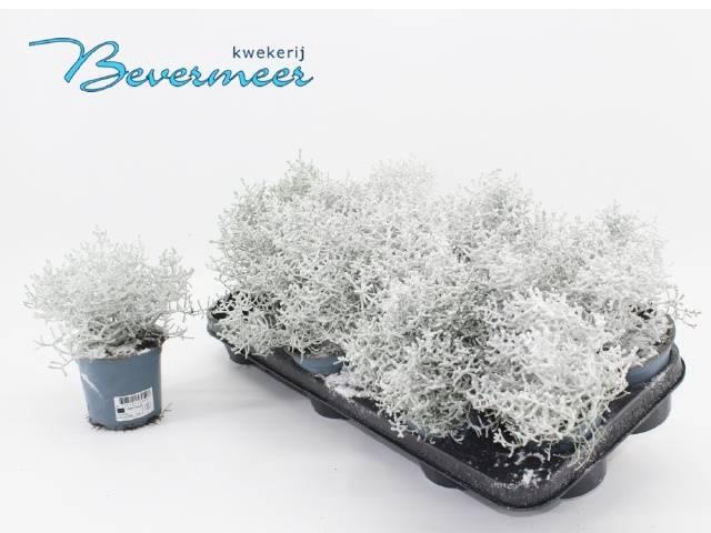 <h4>LEUCOPH BROWNII SNOW P10</h4>