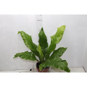 ASPLENIUM NIDUS P17
