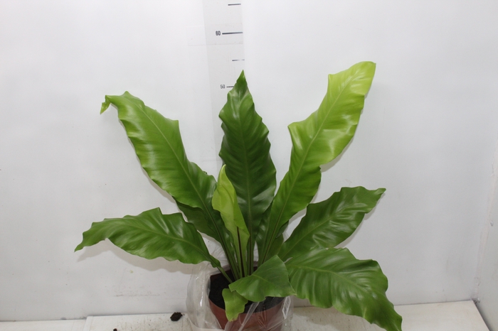 <h4>ASPLENIUM NIDUS P17</h4>
