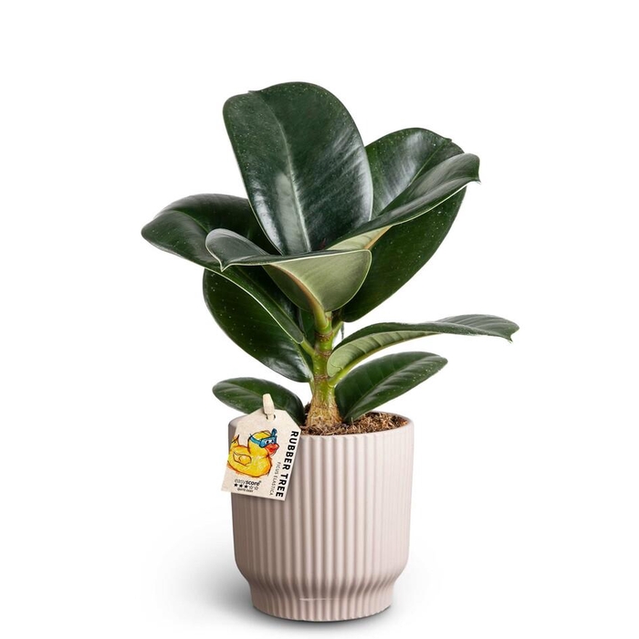 <h4>FICUS ELASTICA P10 NORDIC SOFIA</h4>